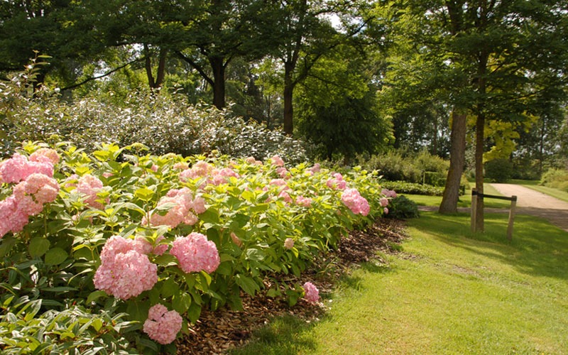 bloeiende hortensia's geven de omgeving bescheiden kleur 